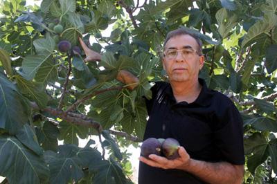 Kara incirin fiyatı düştü üretici dalında bırakıyor 